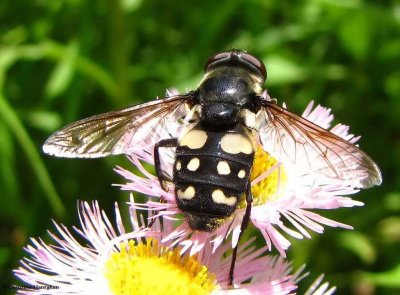 Hover Flies of Larose Forest (Family: Syrphidae)