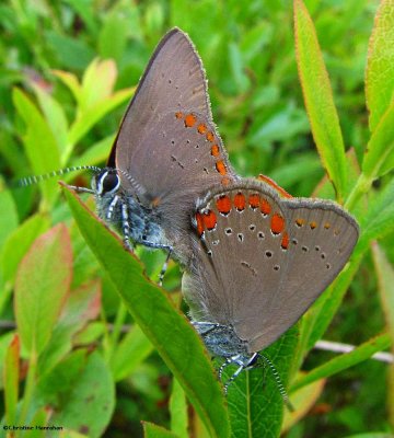 Gossamer-wings: Coppers,Harvester, Hairstreaks, Elfins, Blues (Lycaenidae)