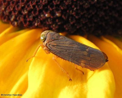 Leafhopper  (Jikradia olitoria)