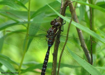 Black-tipped darner  (<em>Aeshna tuberculifera</em>)