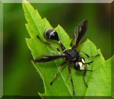 Thick headed fly (<em>Physocephala furcillata</em>)