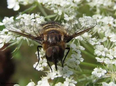 Bee fly (<em>Villa</em> cf. <em>alternata</em>), a bee mimic