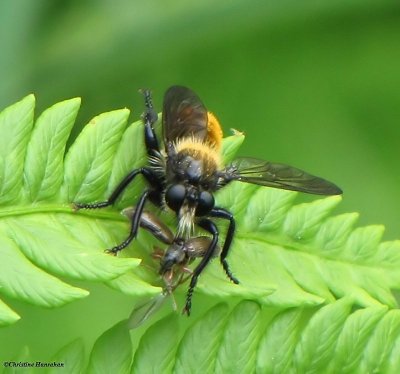 Robber fly (<em>Laphria</em>)  with prey. This is another bumblebee mimic
