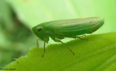 Leafhopper (Chlorotettix unicolor)