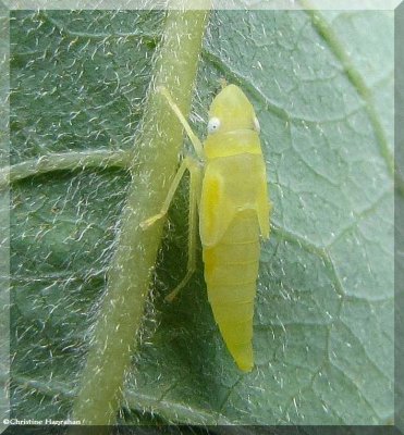 Leafhopper nymph (Graphocephala sp.)