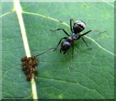 Ant tending aphids