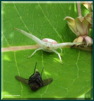 Goldenrod Crab spider (<em>Misumena vatia</em>) with prey (a fly)