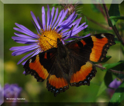 Butterflies  (Lepidoptera) of Larose Forest