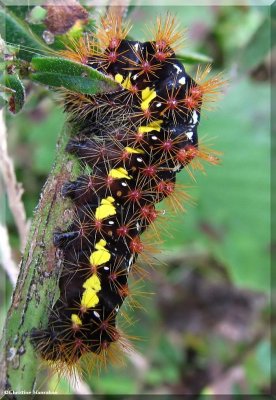 Smartweed caterpillar  (<em>Acronicta oblinita</em>), #9272