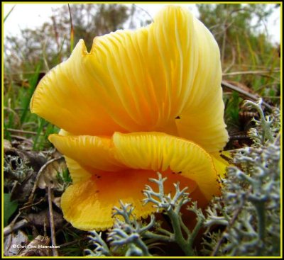 Yellow mushroom