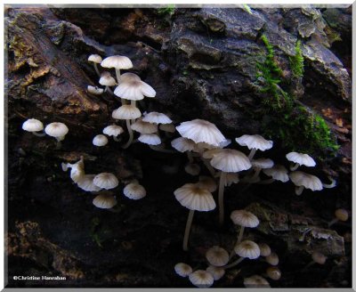 Possibly a  <em>Mycena</em> sp.