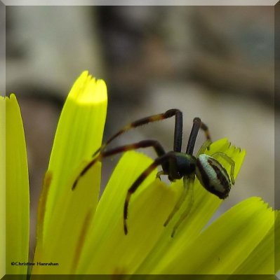 Goldenrod Crab spider (<em>Misumena vatia</em>), male