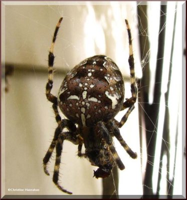 Garden cross orb weaver, female, with prey