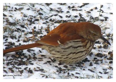 Brown thrasher