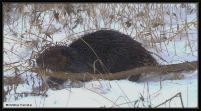 Beaver with stick