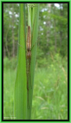 Long-jawed Orbweavers (Family: Tetragnathidae)