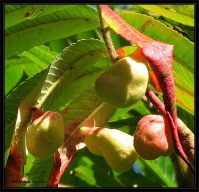 Gall on staghorn sumac made by <em>Melaphis rhois</em> aphids