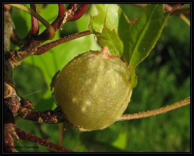 Oak apple gall, made by <em>Dryocosmus quercuspalustris</em>