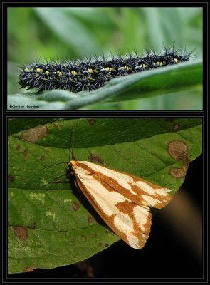 Confused Haploa, caterpillar and moth (<em>Haploa confusa</em>), #8112