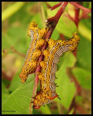 Red-humped caterpillars (<em>Schizura concinna</em>), #8010
