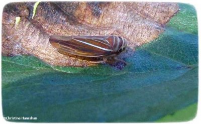 Leafhopper (Idiodonus kennecottii)