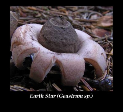 Puffballs and Related Fungi (Earthstars and Bird's Nest Fungi)