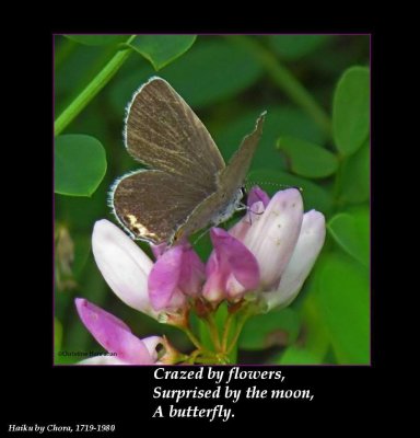 Haiku #5: Crazed by flowers