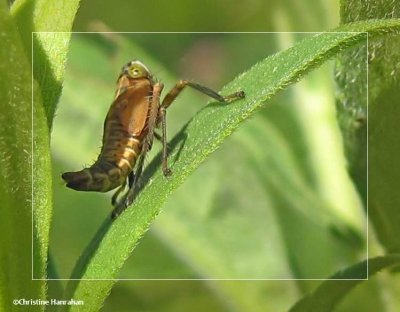 Leafhopper nymph (Jikradia olitoria)