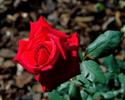 _MG_1518.jpg