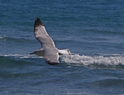 gulls_at_boynton_beach_fl