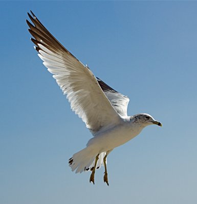 gulls_at_boynton_beach_fl