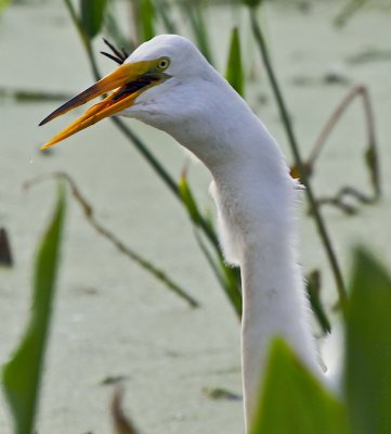 Great Egret having breakfast