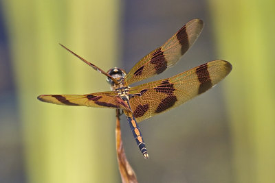 dragon_flies_in_my_backyard