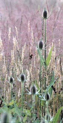 Teasels.jpg