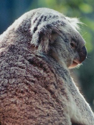 koala.jpg