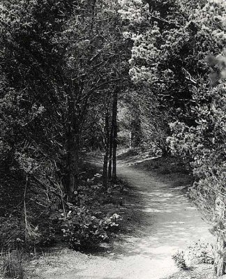 path_compressed.jpg