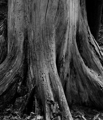 Trunk #1