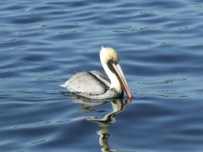 Tarpon Springs, Florida