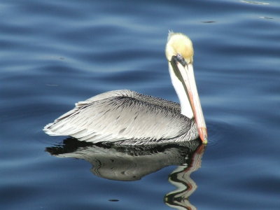 Tarpon Springs, Florida