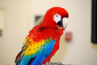 birds from Miami Metrozoo on display at Assurant