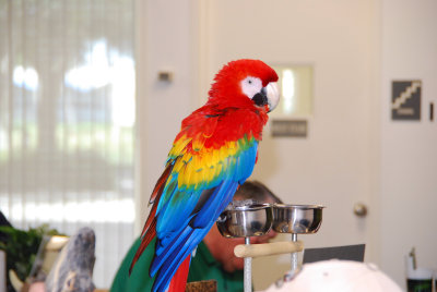 birds from Miami Metrozoo on display at Assurant