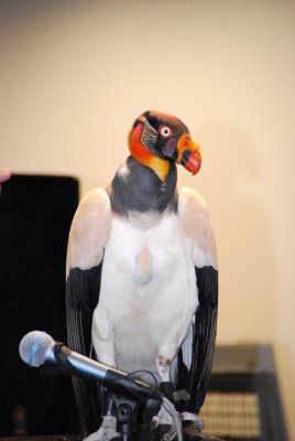birds from Miami Metrozoo on display at Assurant