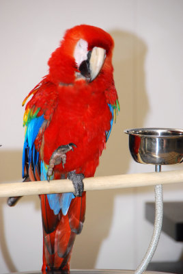 birds from Miami Metrozoo on display at Assurant