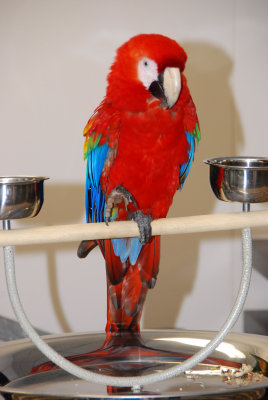 birds from Miami Metrozoo on display at Assurant