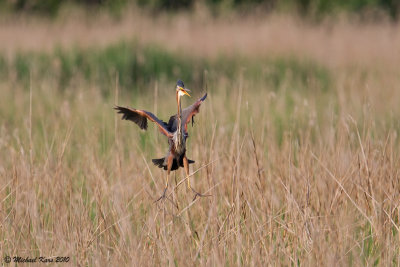 Purple Heron - Purperreiger