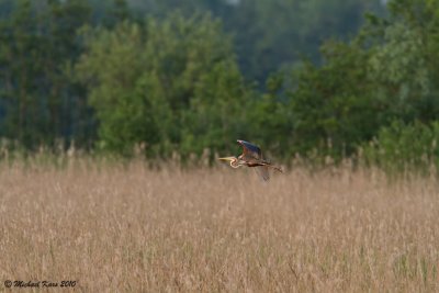 Purple Heron - Purperreiger