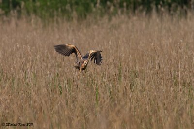 Purple Heron - Purperreiger