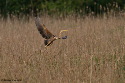 Purple Heron - Purperreiger