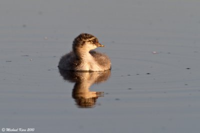 Black-necked Grebe - Geoorde Fuut