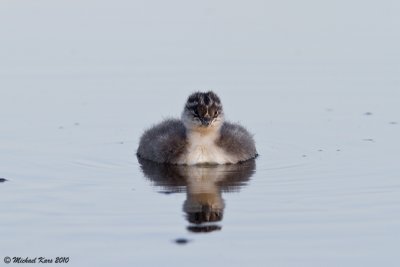 Black-necked Grebe - Geoorde Fuut